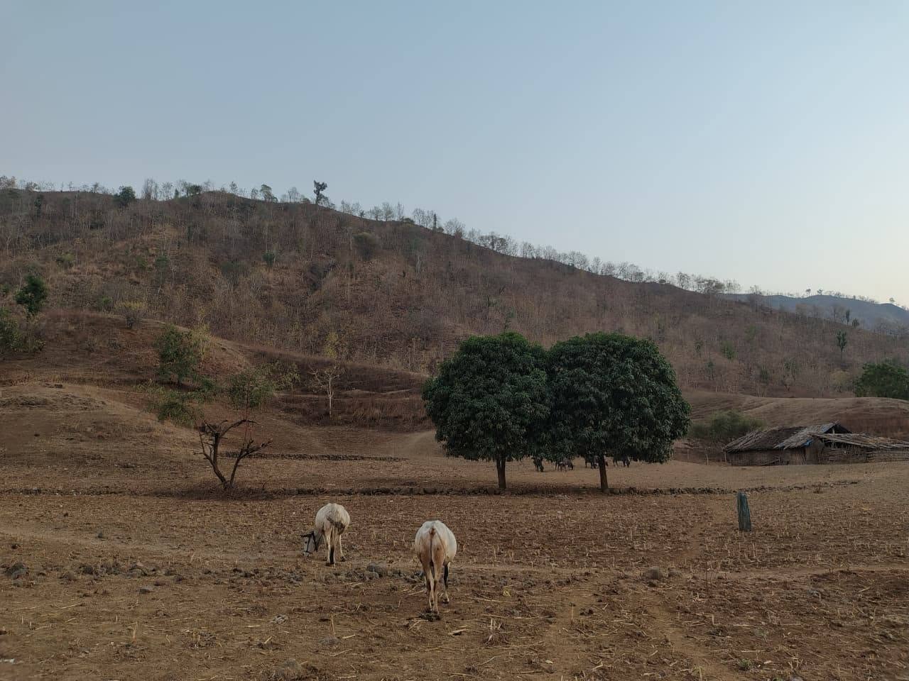 Animals are grazing in the Satpuda hills.